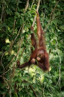 Orangutan bornejsky - Pongo pygmaeus - Bornean Orangutan o9929